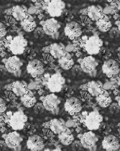 Обои Blossom Black&White - Обои | Devon&Devon