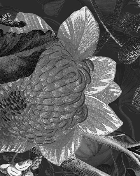 Botanica Black&White Wallpaper - Floorings & Wall Coverings | Devon&Devon