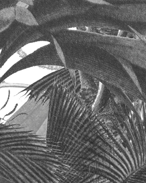 Casablanca Black&White Wallpaper - Wallpaper | Devon&Devon
