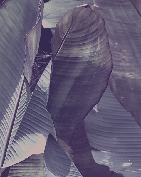 Papier peint Costarica Purple - Velluto | Botanique Eclectique, Bologna | Devon&Devon